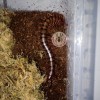 CENTIPEDE